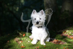 Terrier - West Highland White