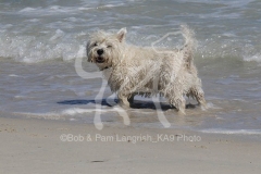 Terrier - West Highland White