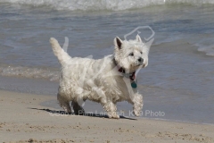 Terrier - West Highland White