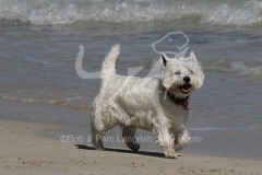 Terrier - West Highland White