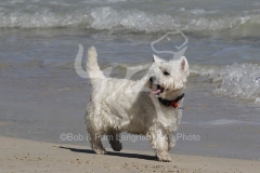 Terrier - West Highland White