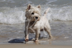 Terrier - West Highland White