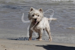 Terrier - West Highland White