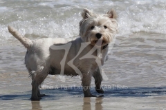 Terrier - West Highland White