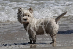 Terrier - West Highland White