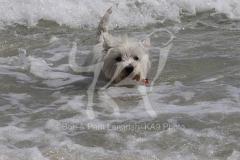Terrier - West Highland White