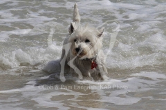 Terrier - West Highland White