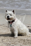 Terrier - West Highland White