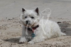 Terrier - West Highland White