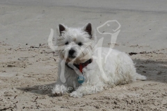 Terrier - West Highland White
