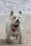 Terrier - West Highland White