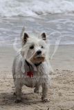 Terrier - West Highland White