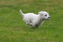 Terrier - West Highland White
