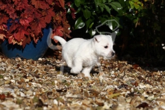 Terrier - West Highland White