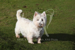 Terrier - West Highland White