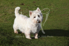 Terrier - West Highland White