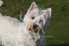 Terrier - West Highland White