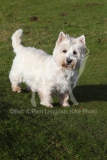 Terrier - West Highland White
