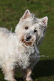 Terrier - West Highland White