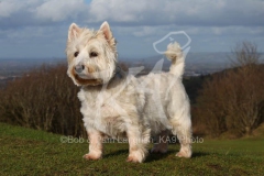 Terrier - West Highland White