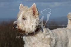 Terrier - West Highland White
