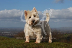 Terrier - West Highland White