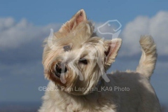 Terrier - West Highland White