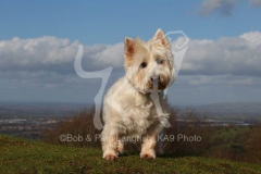 Terrier - West Highland White