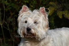 Terrier - West Highland White