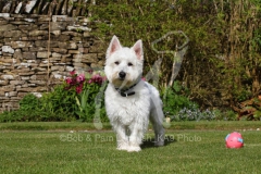Terrier - West Highland White