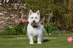 Terrier - West Highland White