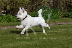 Terrier - West Highland White