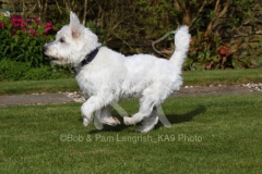 Terrier - West Highland White
