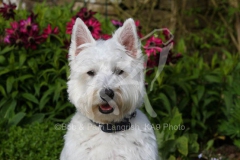 Terrier - West Highland White