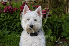 Terrier - West Highland White