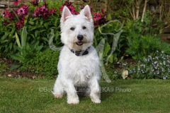 Terrier - West Highland White