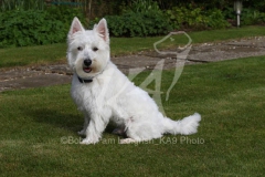 Terrier - West Highland White