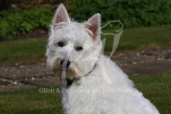Terrier - West Highland White