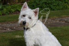 Terrier - West Highland White