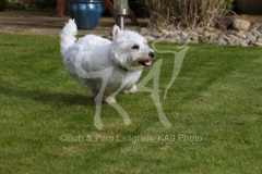 Terrier - West Highland White