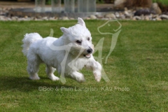Terrier - West Highland White