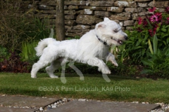 Terrier - West Highland White