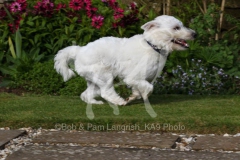 Terrier - West Highland White