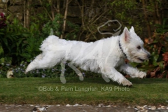 Terrier - West Highland White