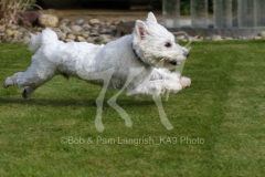 Terrier - West Highland White