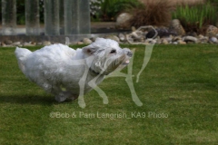 Terrier - West Highland White