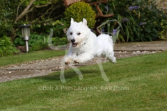 Terrier - West Highland White