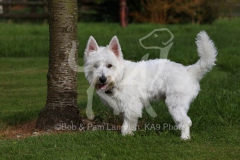 Terrier - West Highland White