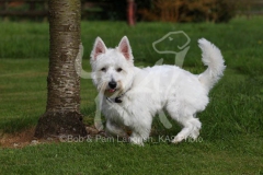 Terrier - West Highland White