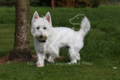 Terrier - West Highland White